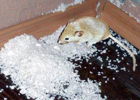 Живут ли мыши в пеноплексе и как защитить стены от грызунов?