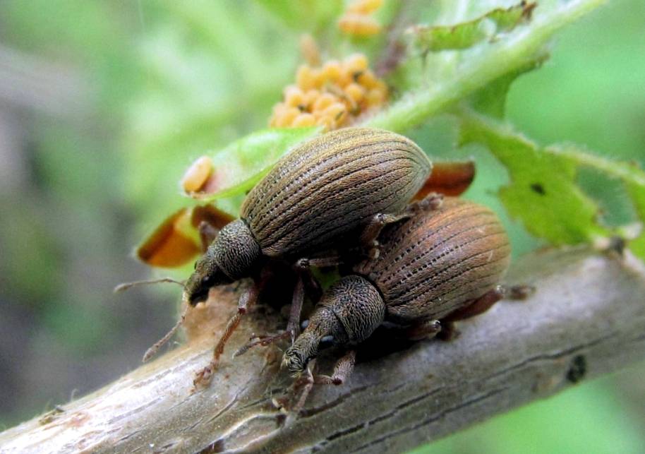 Долгоносик: фото насекомого и правила борьбы с жучком в огороде