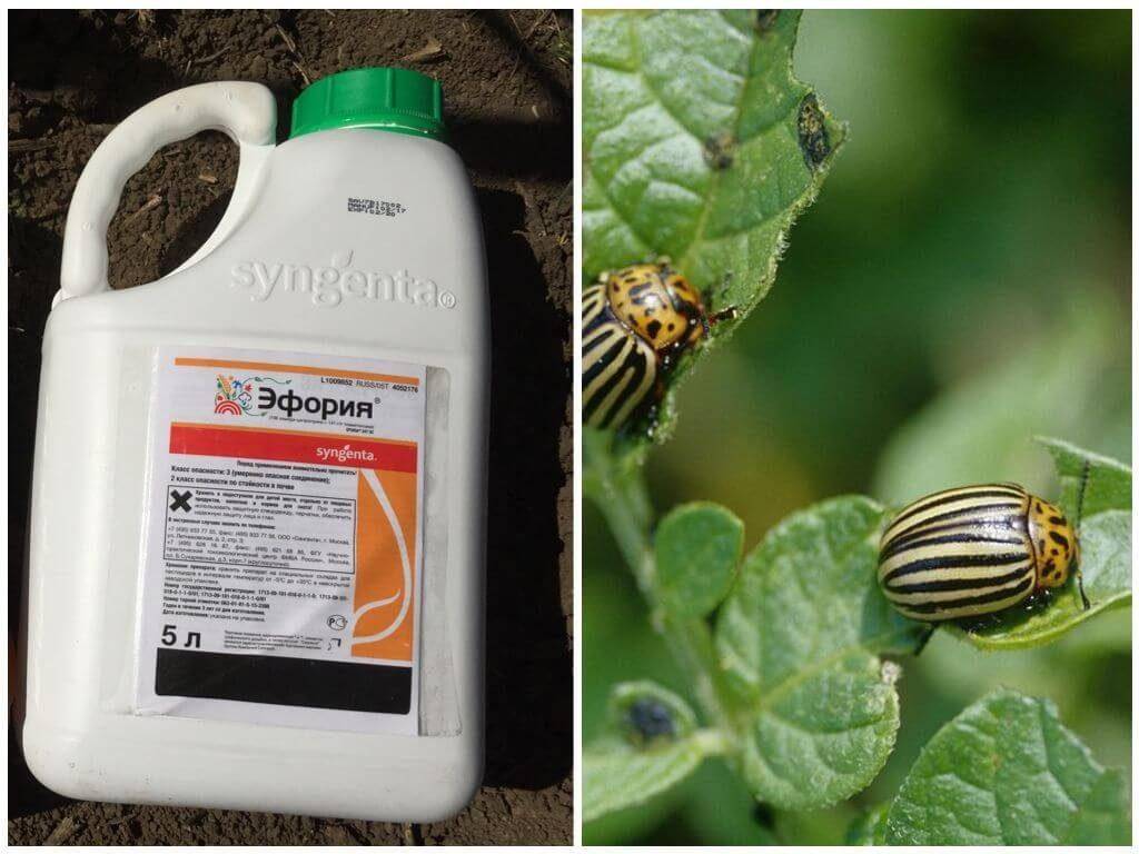 Избавляемся от вредных насекомых: инсектициды для сада, огорода и дома