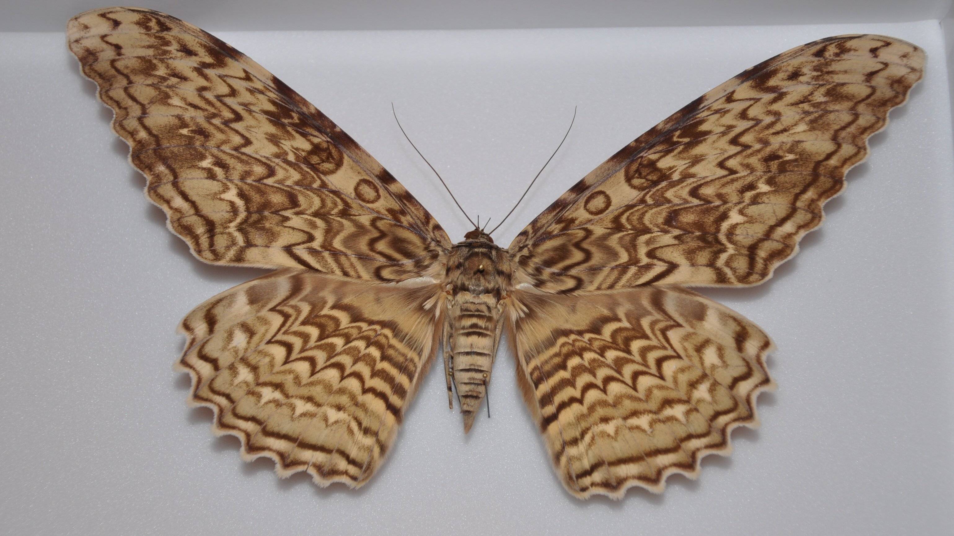 Самые большие бабочки в мире – список, название, размеры, где водятся, фото и видео