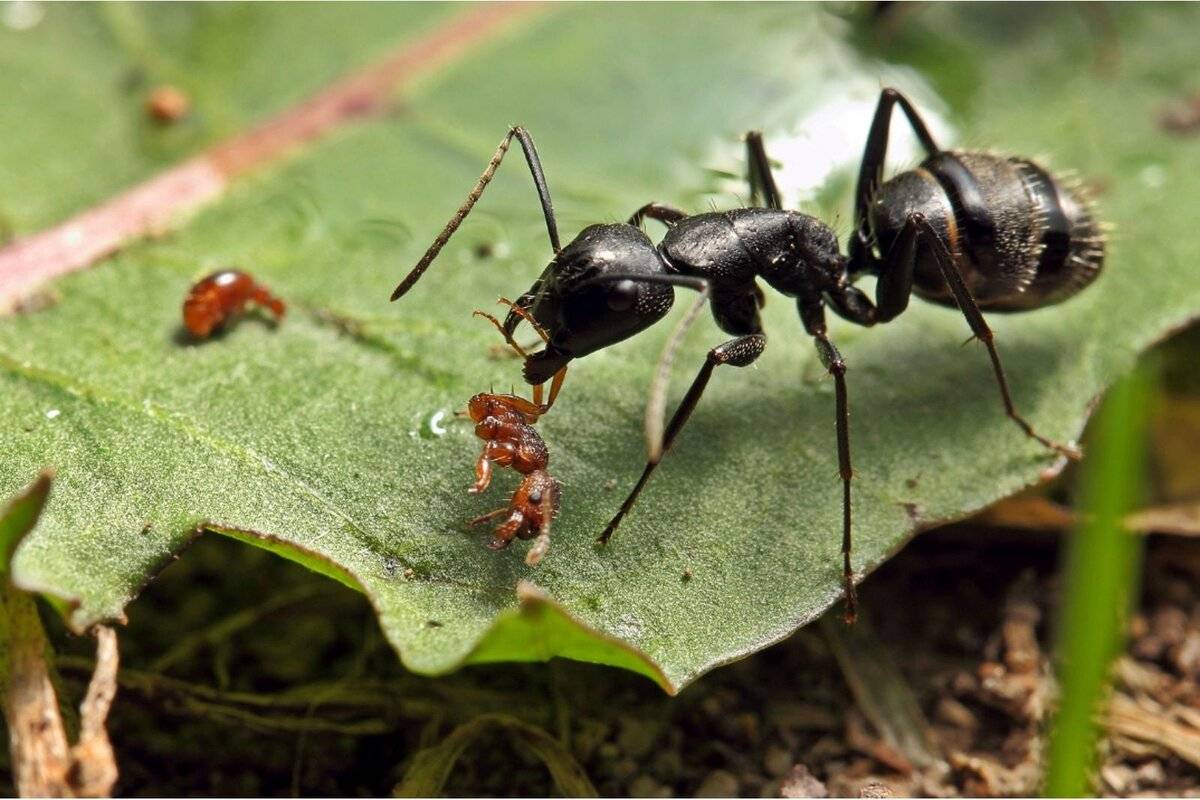 Большие черные муравьи – фото и описание