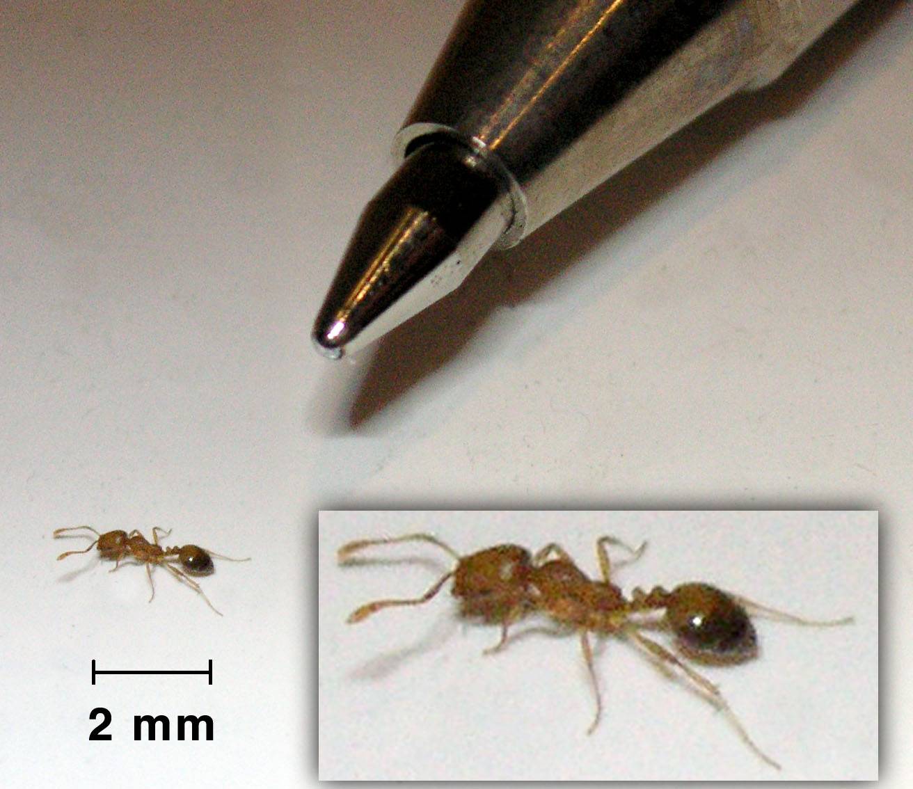 Красные муравьи в доме доме. как и чем с ними бороться? / как избавится от насекомых в квартире