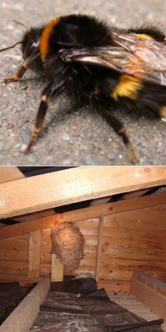 Пчелы-плотники — чем опасны и как от них избавиться? фото — ботаничка