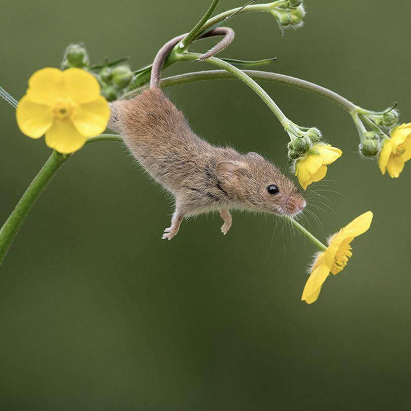 Мышь полевка – фото, описание, ареал, питание, популяция