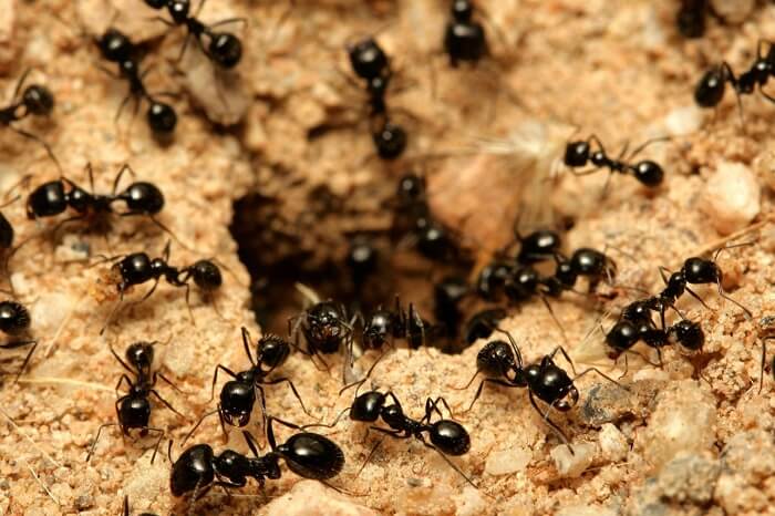 Как и сколько живет муравей в муравейнике?