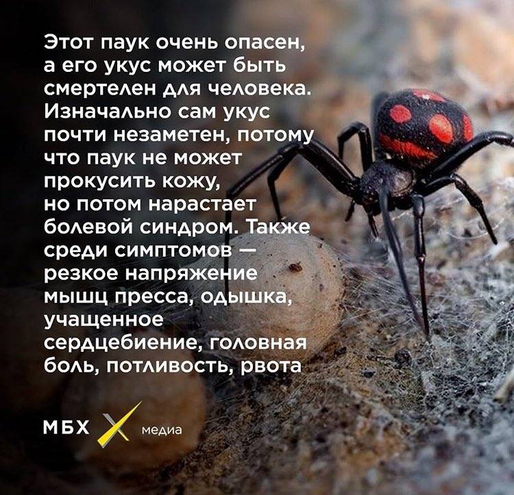 Описание и фото пауков краснодарского края