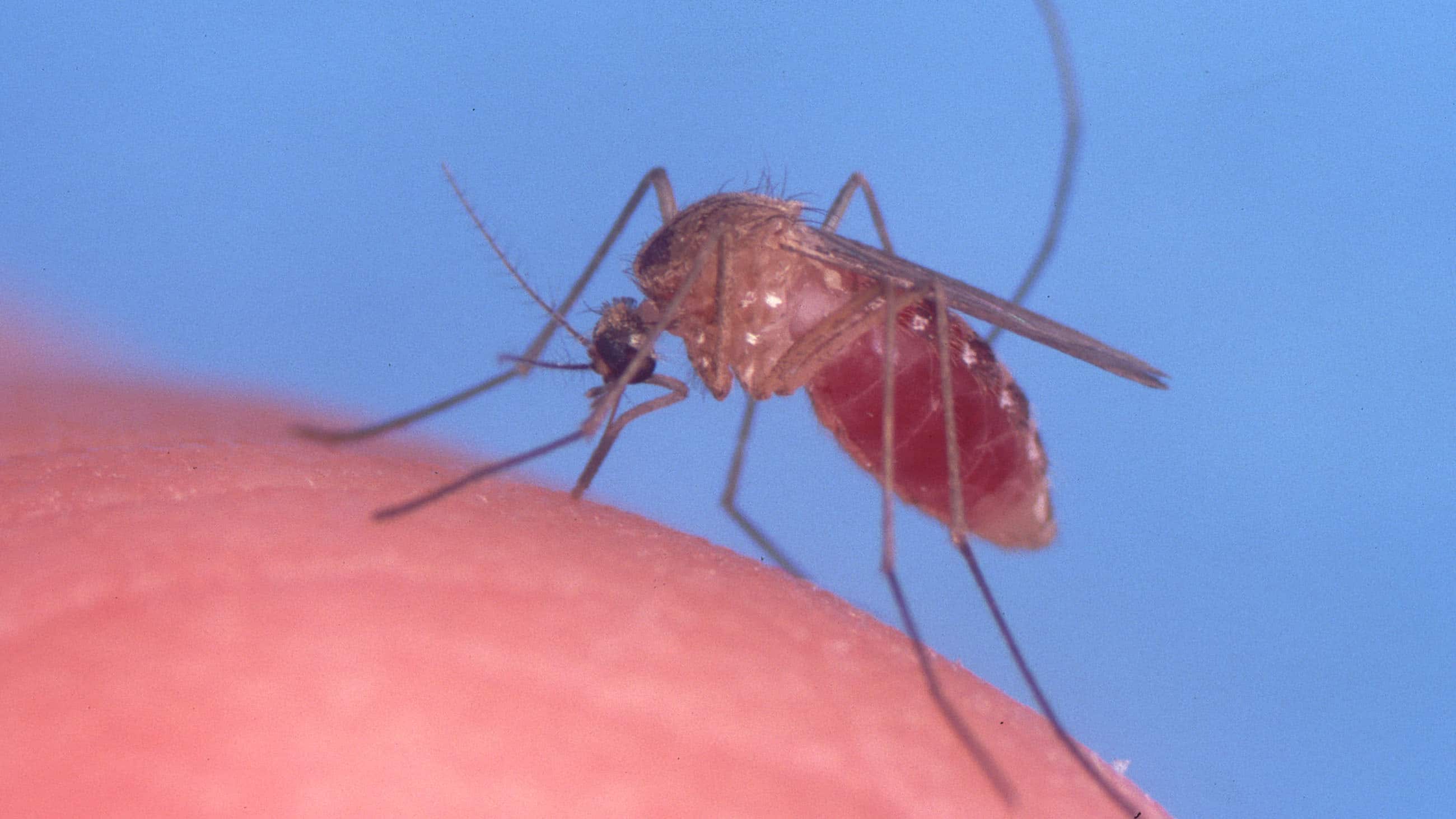Чем питаются самцы и самки комаров