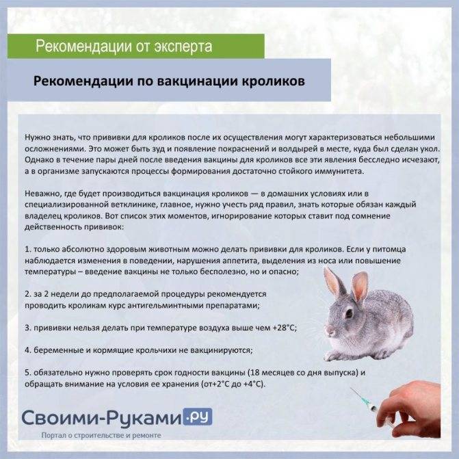 Прививки кроликам: какие и когда делать, в каком возрасте