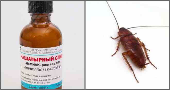 Нашатырный спирт от тараканов: рецепты применения