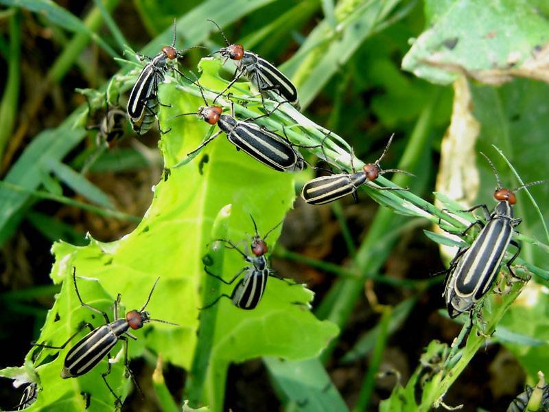 Ясеневая шпанка: описание и образ жизни жука-нарывника