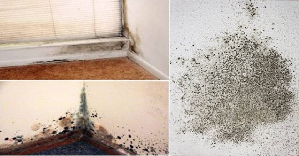 Как избавиться от участков с плесенью на стенах в квартире: методы и профилактические мероприятия