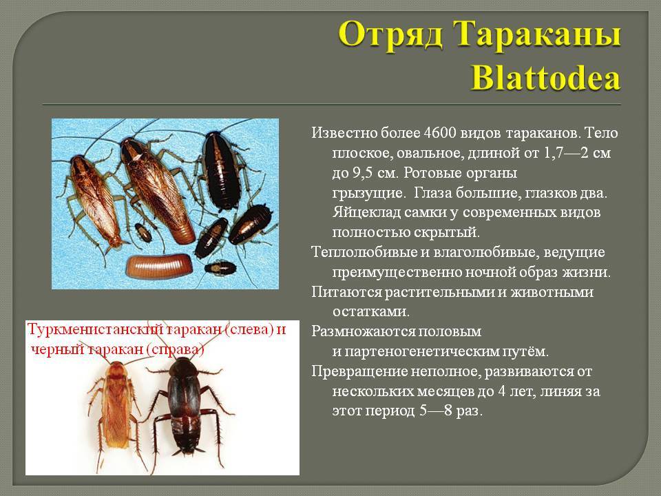 Различные виды тараканов, фото, описание