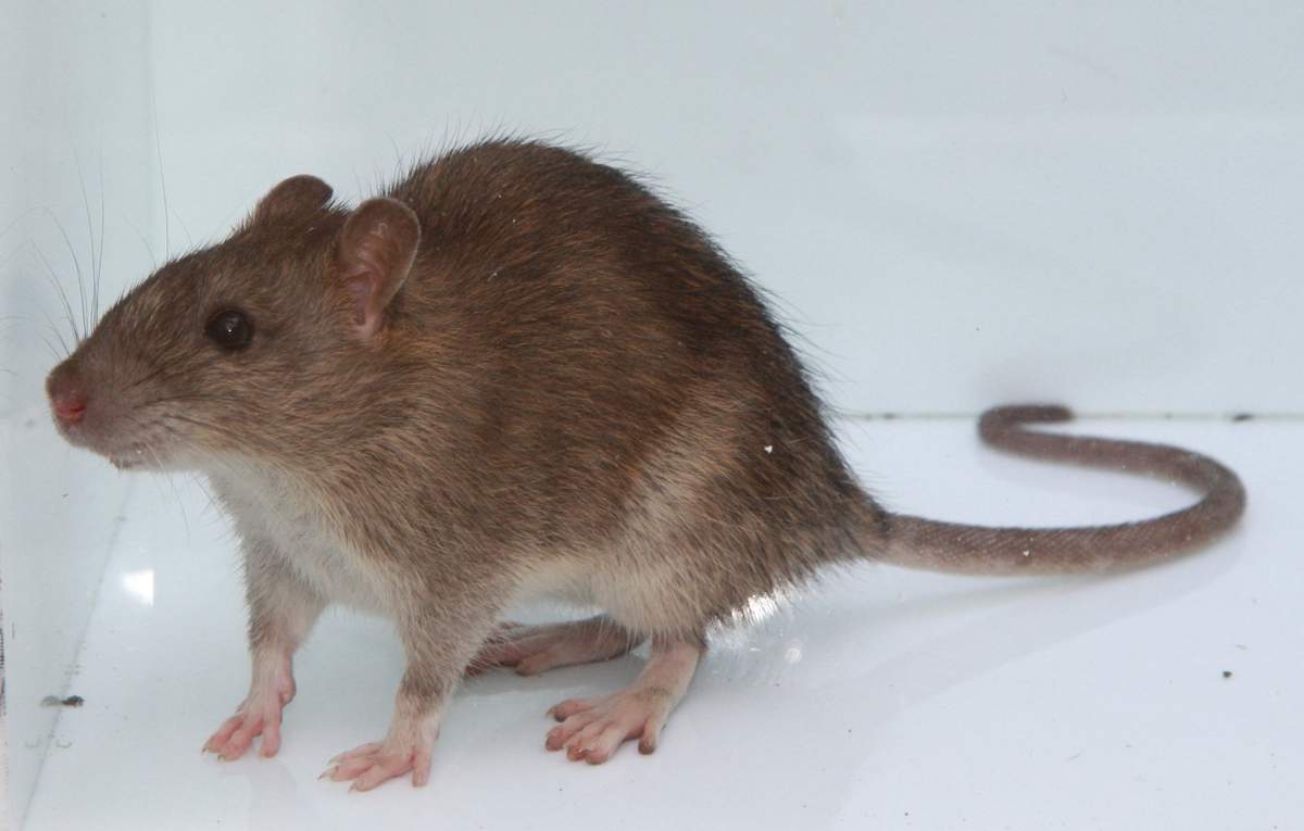 Серая крыса: каковы опасность и вред от грызуна?