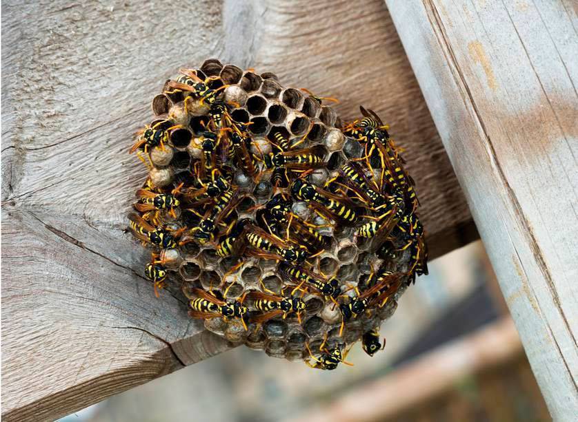 Как можно избавиться от пчел в стене деревянного дома, как вывести из под крыши