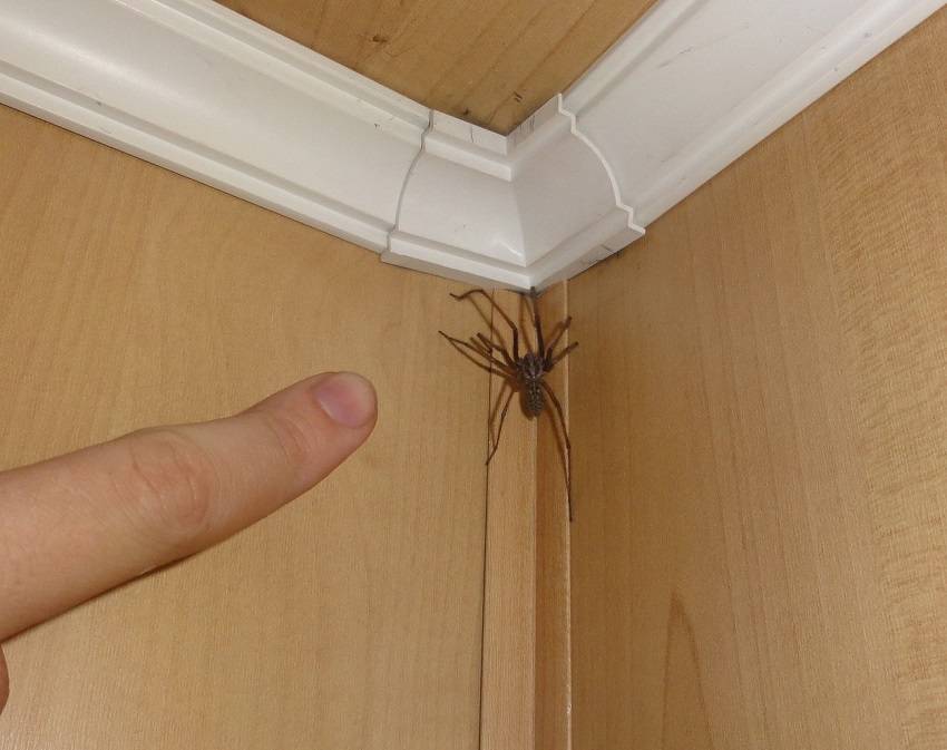 Как избавиться от пауков в квартире и в частном доме навсегда