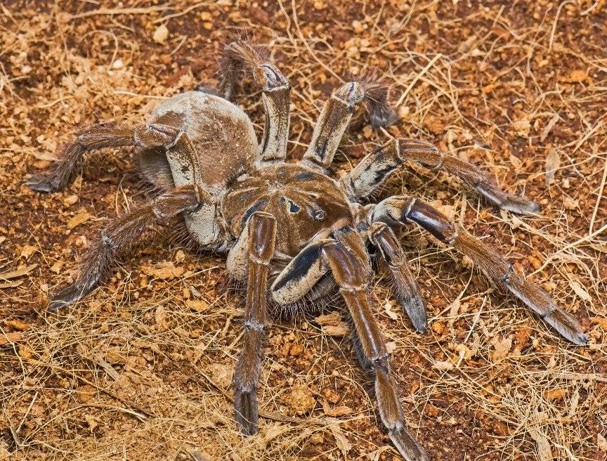 Топ-10 самых ядовитых пауков в мире