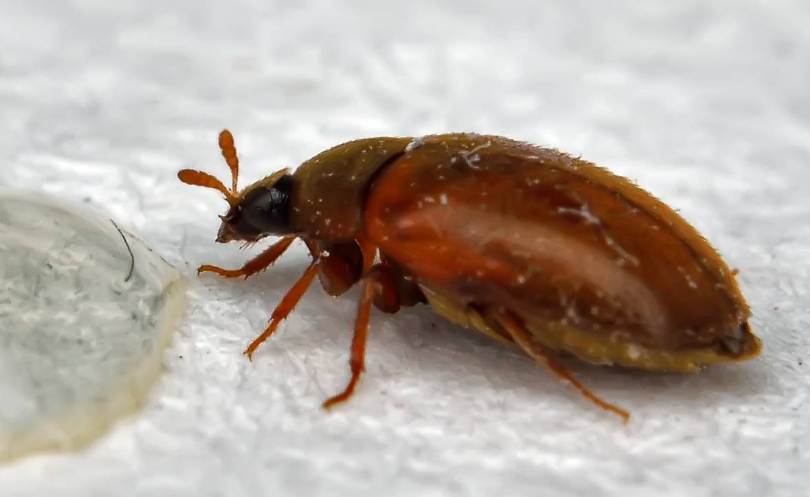 Как избавиться от жуков кожеедов в квартире: эффективные способы