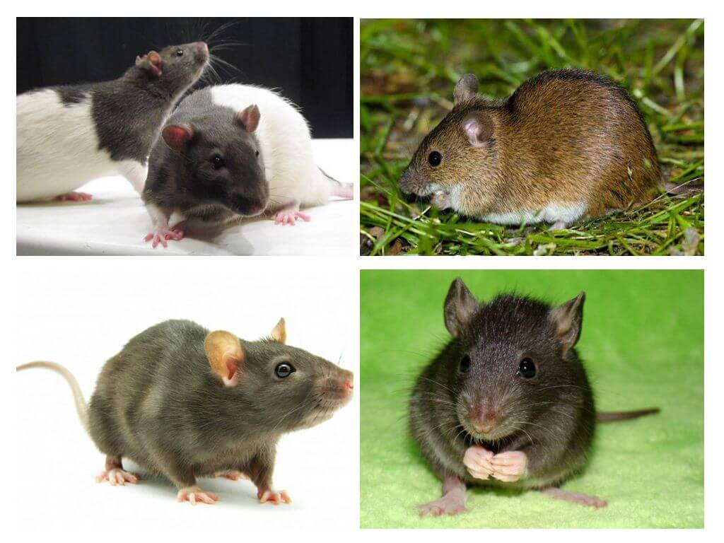 Какие бывают виды и породы декоративных домашних крыс?