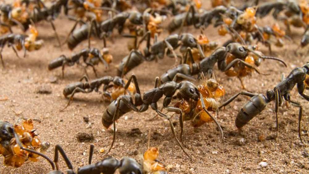 Странствующие муравьи. описание, фото, видео. самые опасные муравьи в мире бродячие муравьи