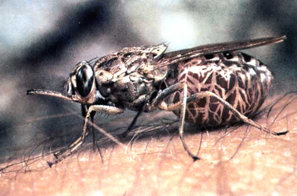 Всё о мухах: муха це це / как избавится от насекомых в квартире