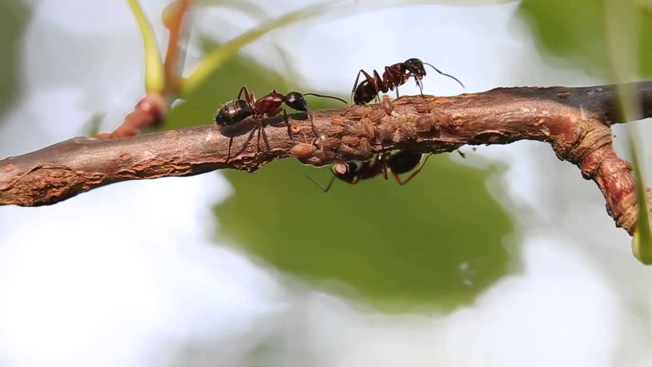 Что делать, когда в квартире появились мелкие муравьи?