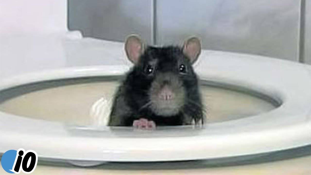 Крыса в канализации как избавиться: крысы в канализационных трубах