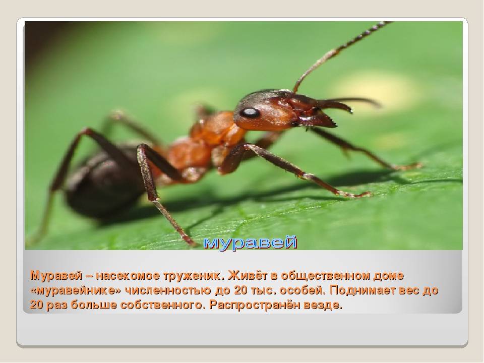 Какую пользу приносят муравьи лесу и людям