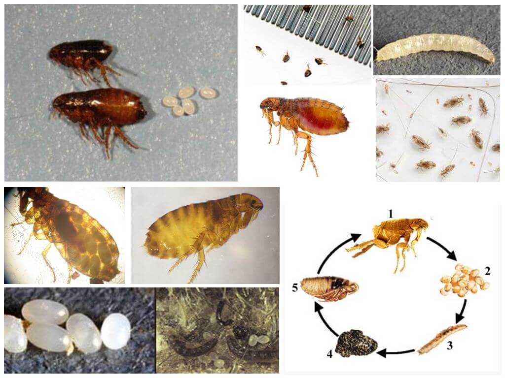 Каких домашних насекомых можно найти в жилье человека: паразиты и вредители - квартира, дом, дача - медиаплатформа миртесен