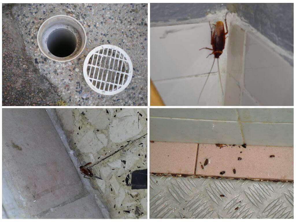 Откуда берутся и от чего появляются тараканы в квартире?
