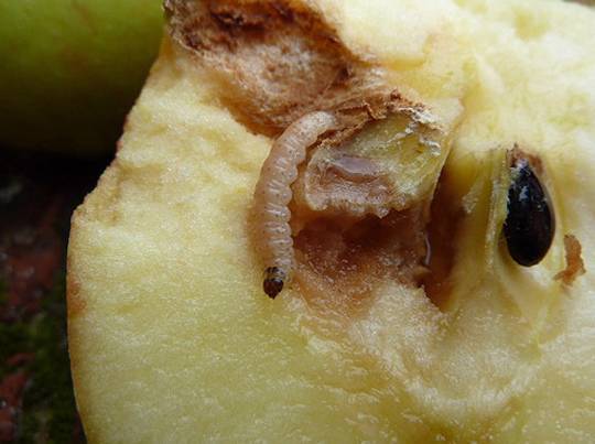 Вредители яблонь и груш: фото и меры борьбы