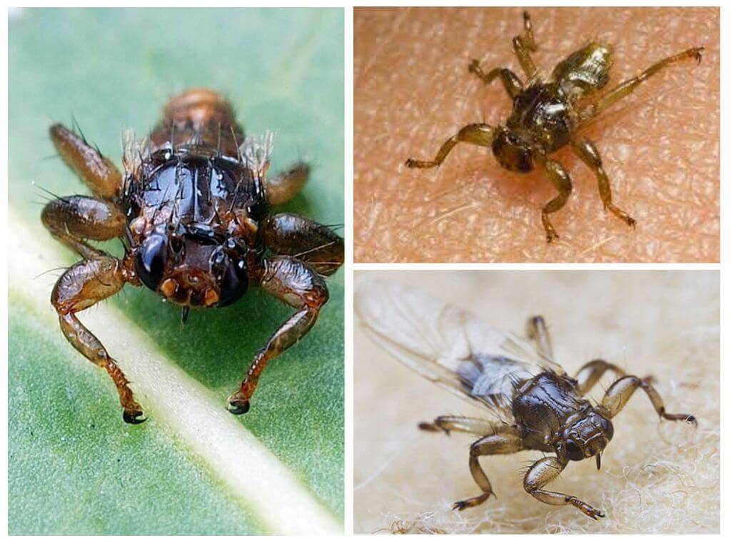 Лосиная вошь, или муха: чем опасна, способы борьбы — насекомые вредители