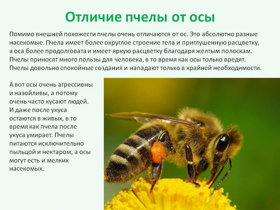 Насекомые пчела и оса — отличия: фото и описание 5 основных признаков