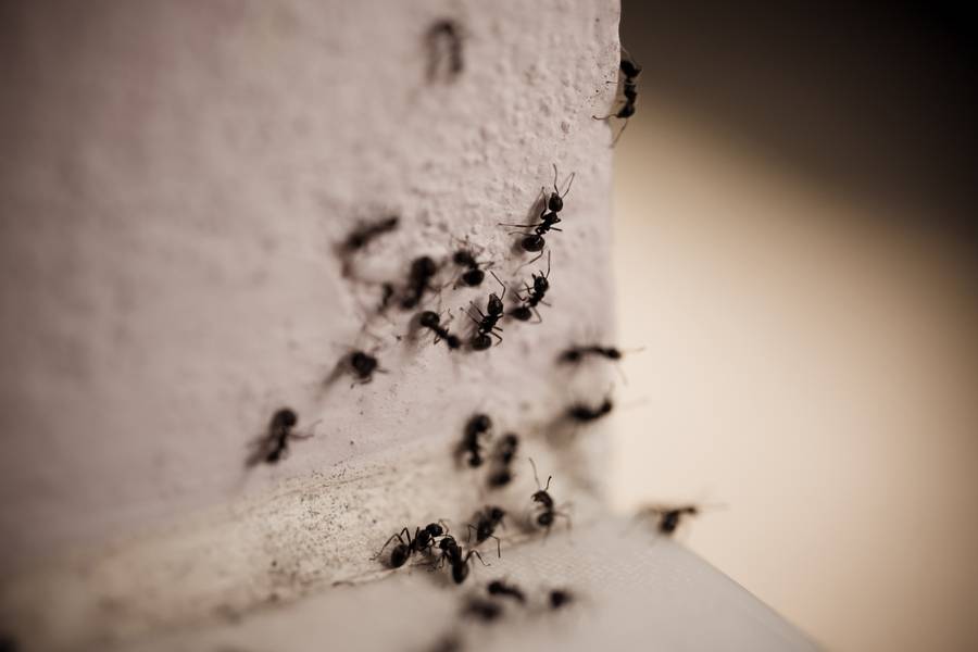 Как вывести муравьев из квартиры? рекомендации на ydoo.info