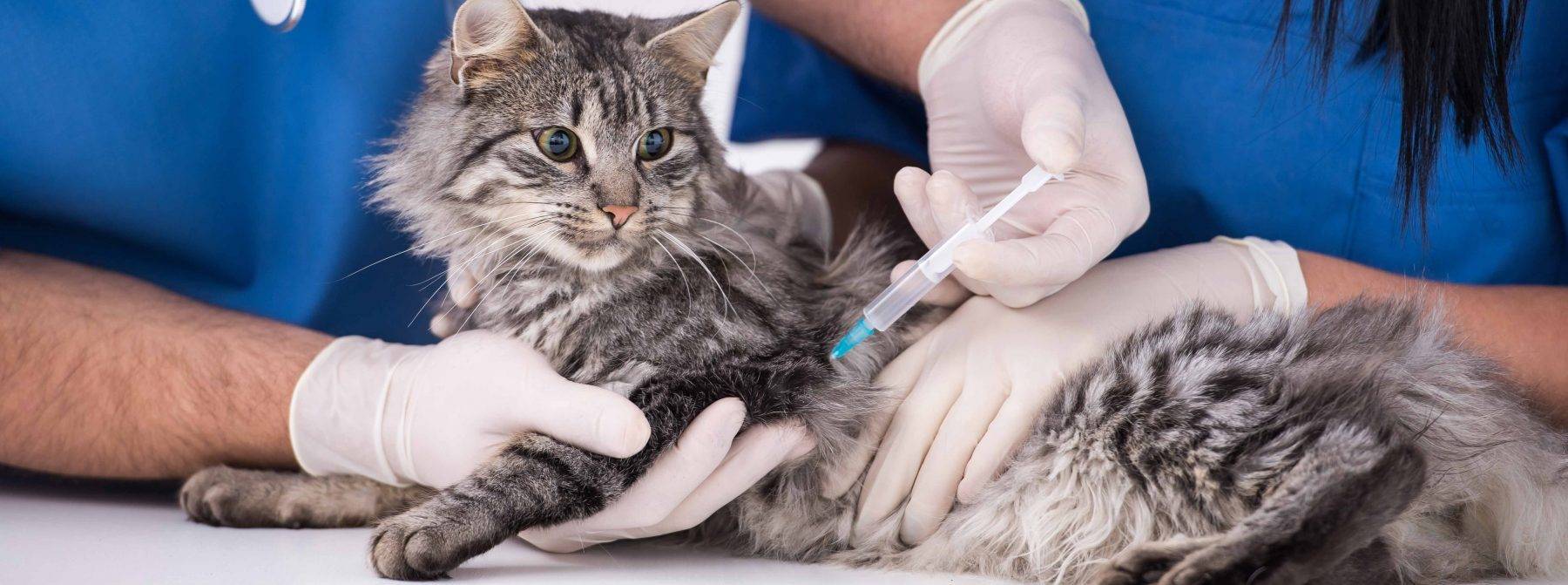 Серия вакцин нобивак для кошек: какие бывают и как применять