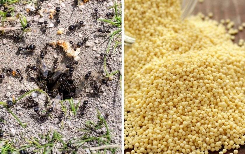 Манка от муравьев: 8 способов, как избавиться в огороде и саду