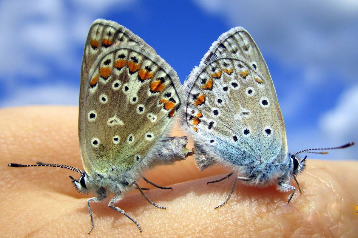 Голубянка бабочка. образ жизни и среда обитания бабочки голубянки