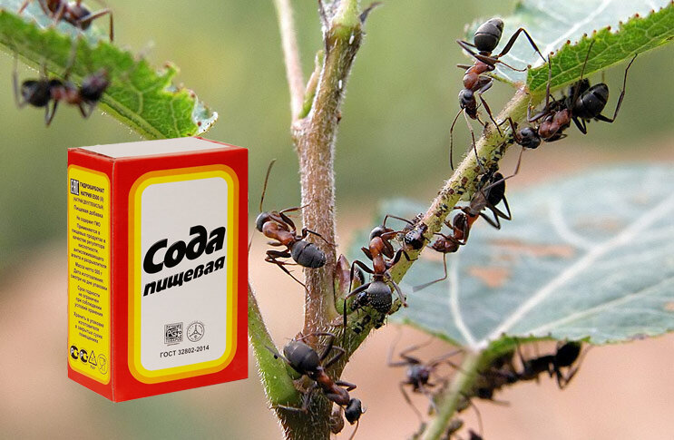 Народные средства для борьбы с муравьями — domovod.guru