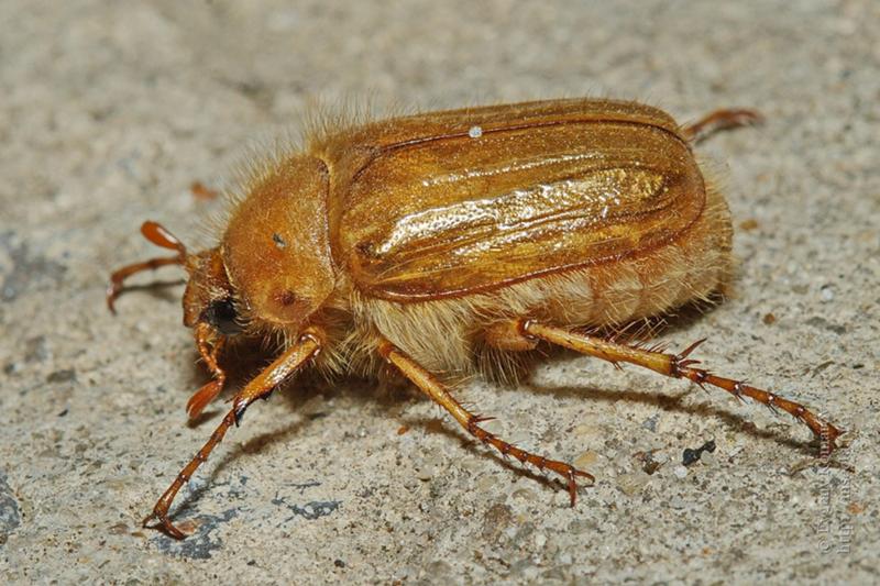 Майский жук – описание, виды, фото, где обитает, чем питается
