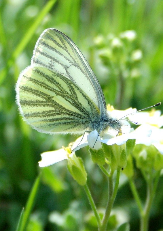 Тизания агриппина – одна из самых крупных бабочек в мире