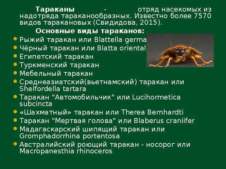 Таракан — особенности древнего насекомого