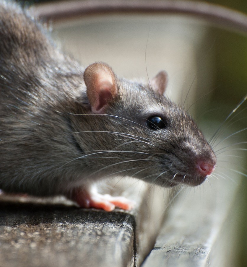 Черная и рыжая крысы: большой урон от маленького врага