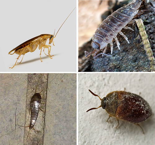 Какие насекомые могут завестись в квартире: 18 нежелательных соседей