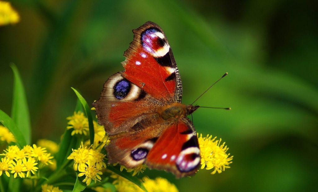Интересные факты о бабочке павлиний глаз