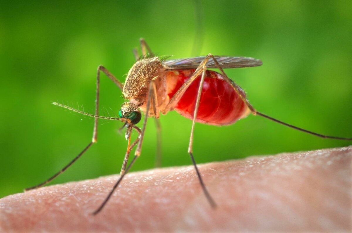 Комар — внешние признаки, отличительные особенности питание, жизненный цикл +102 фото