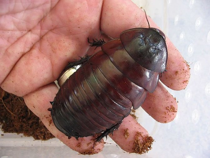 Самый большой таракан в мире