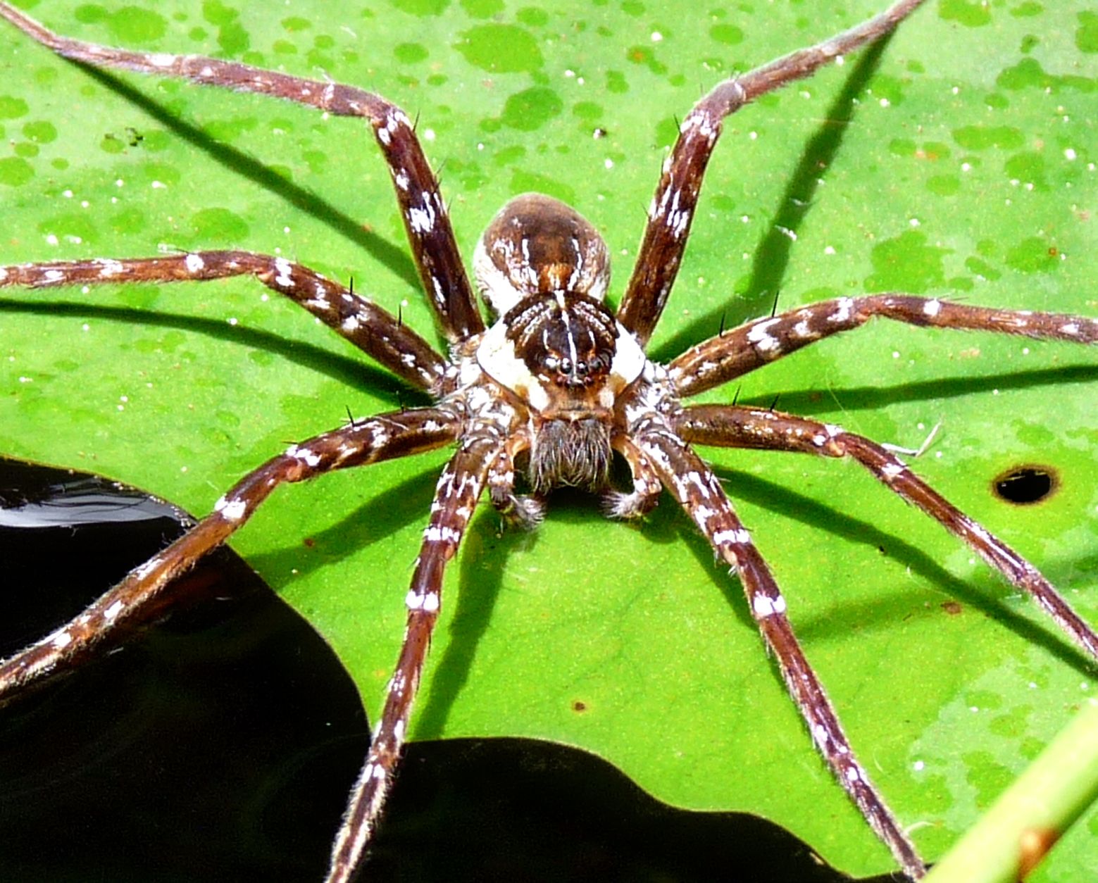 Самые большие пауки в мире: топ10 с фото и названиями