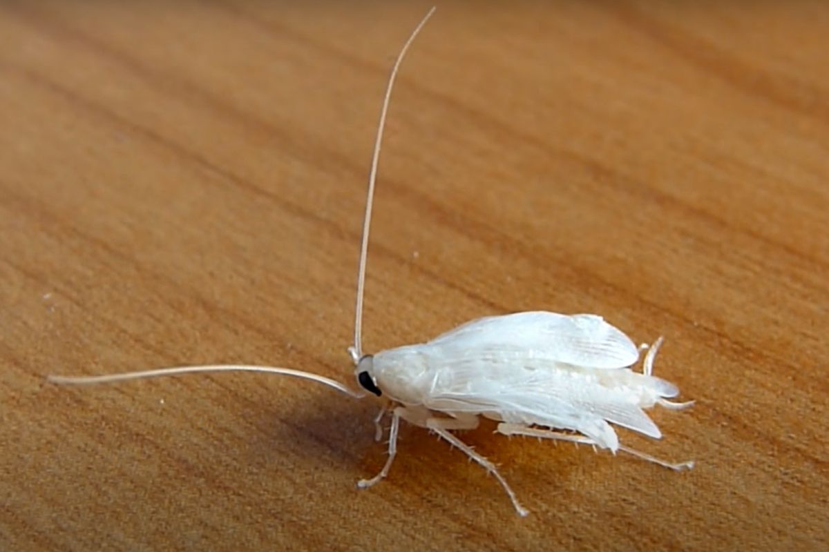 Белые тараканы в квартире (альбиносы): бывают ли такие и почему (смотрите фото)