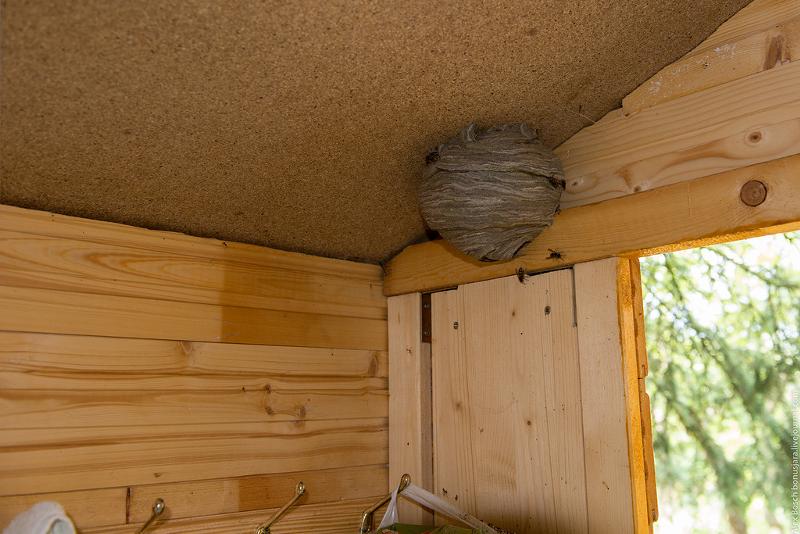 Как избавиться от ос и осиного гнезда на даче и участке