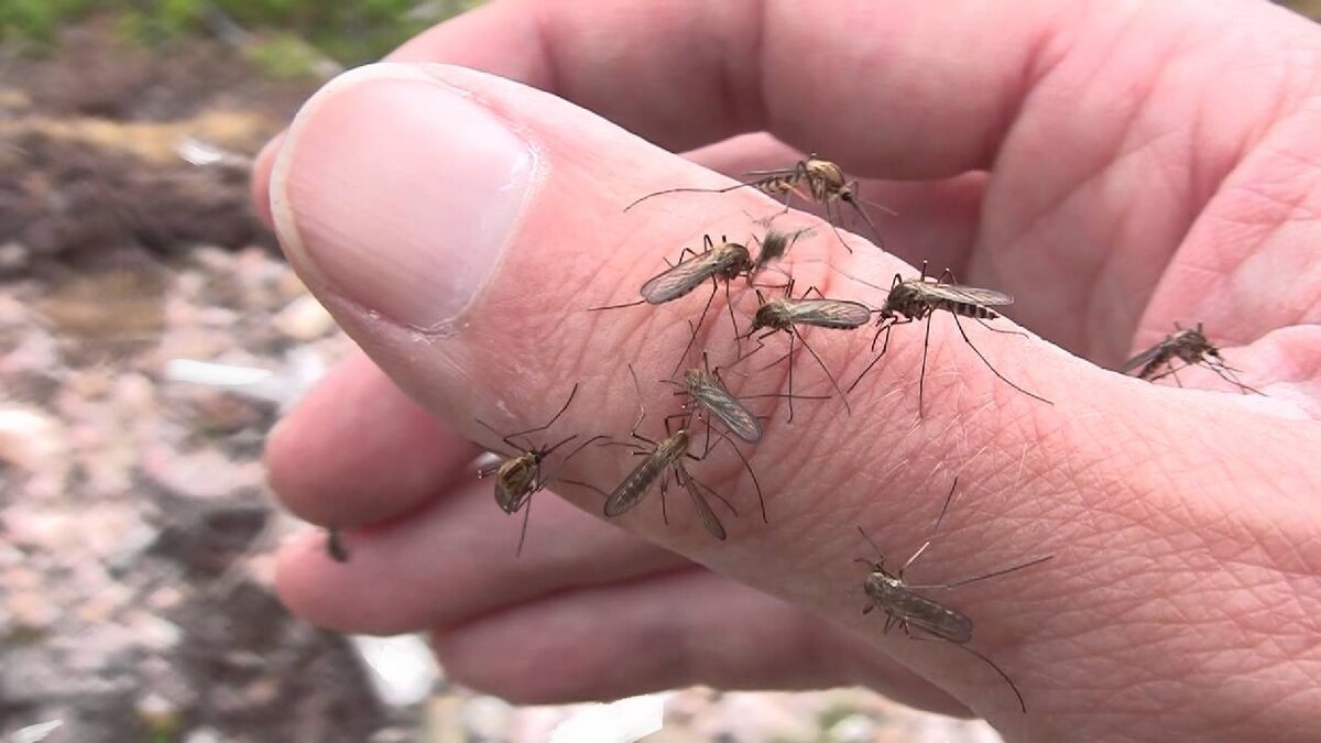 Существуют ли места на земле, где нет комаров?