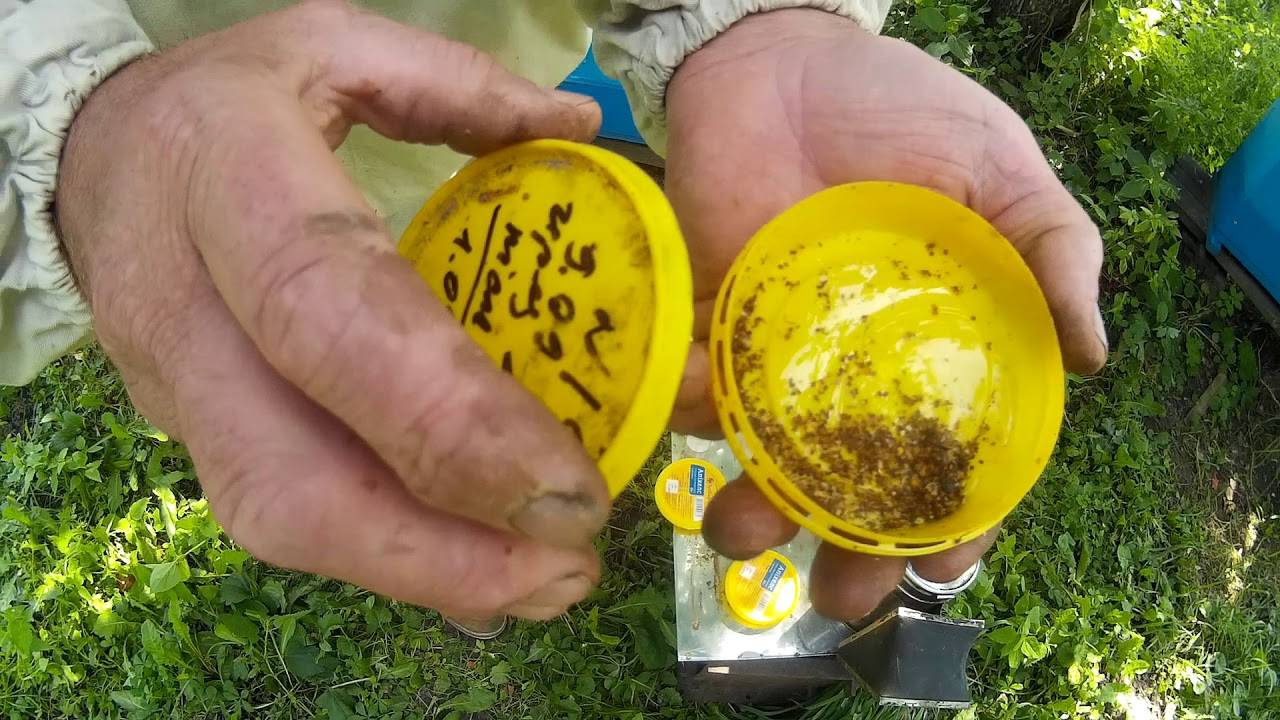 Методы осенней обработки пчел от клеща варроа